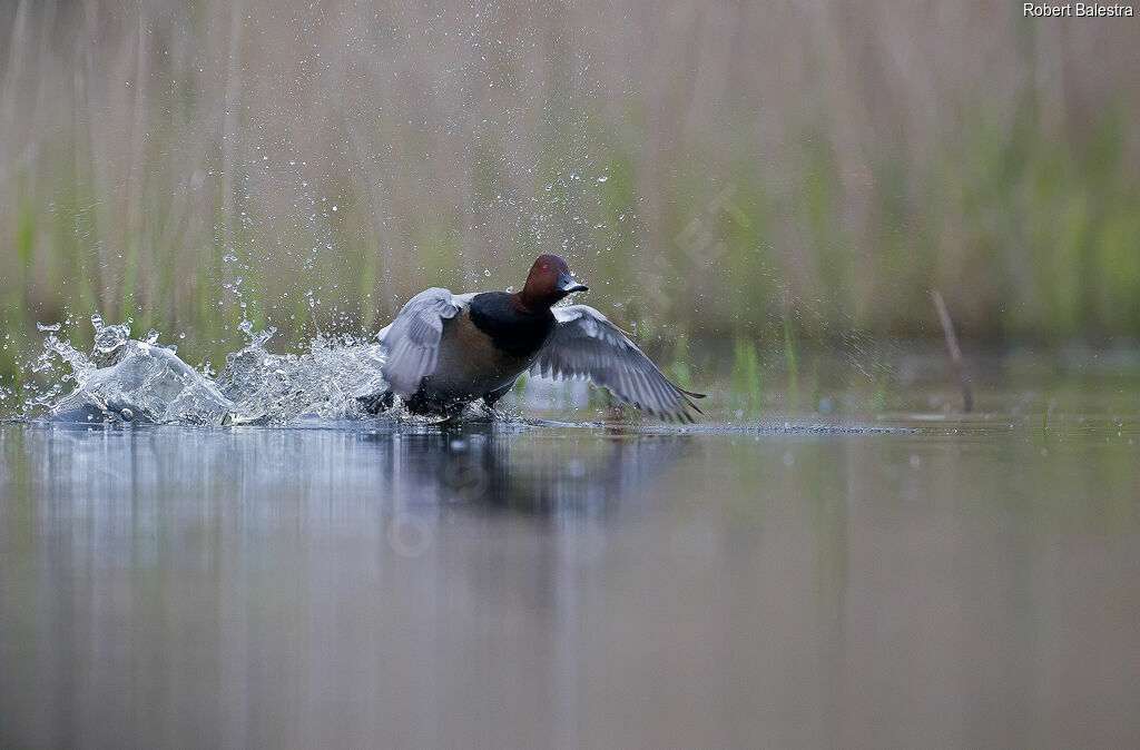 Common Pochard