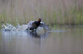 Common Pochard