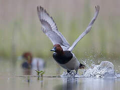 Common Pochard