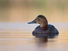 Common Pochard