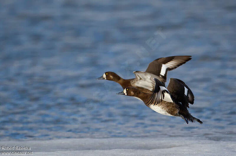 Greater Scaup female adult, Flight