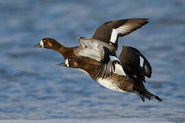 Greater Scaup