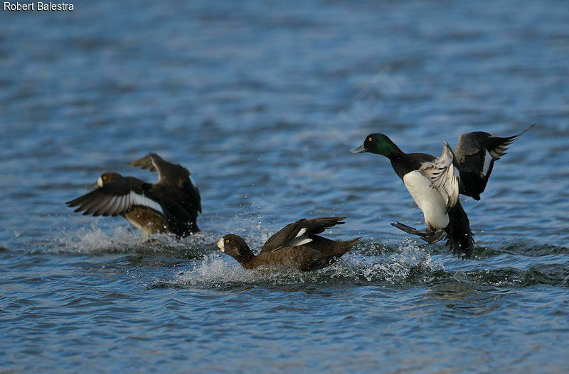 Greater Scaup