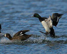 Greater Scaup