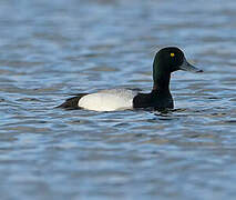 Greater Scaup