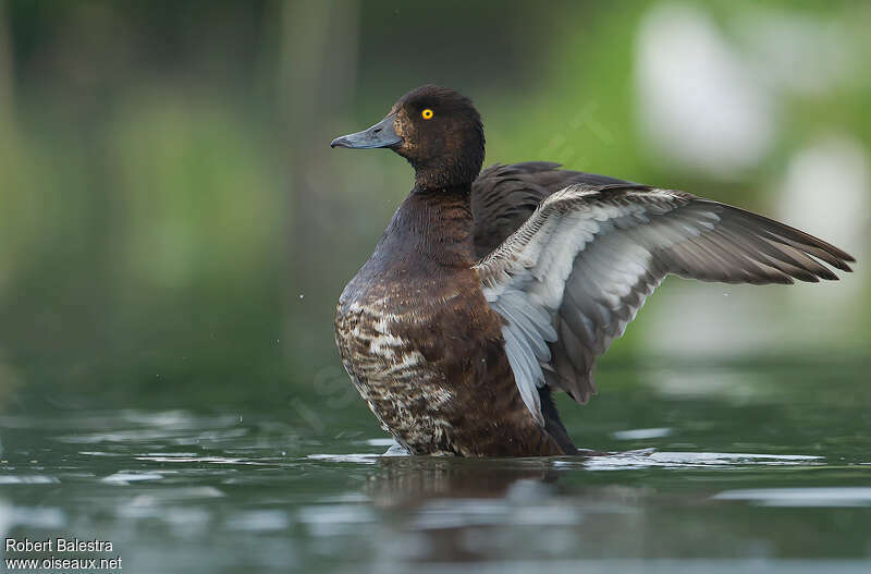 Tufted Duck female adult, Behaviour