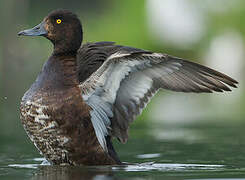 Tufted Duck