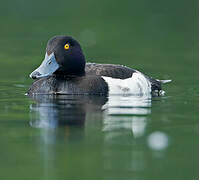 Tufted Duck