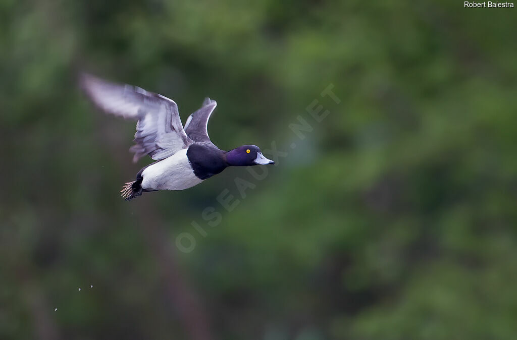 Tufted Duck male adult