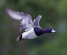 Tufted Duck