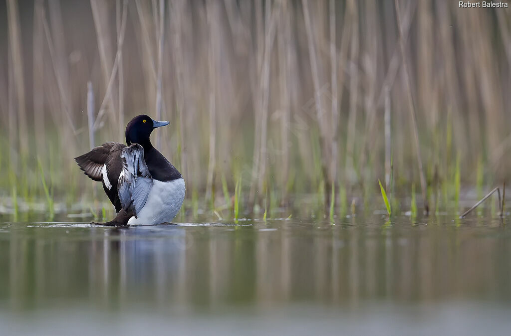 Tufted Duck male adult