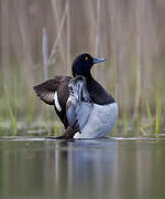 Tufted Duck