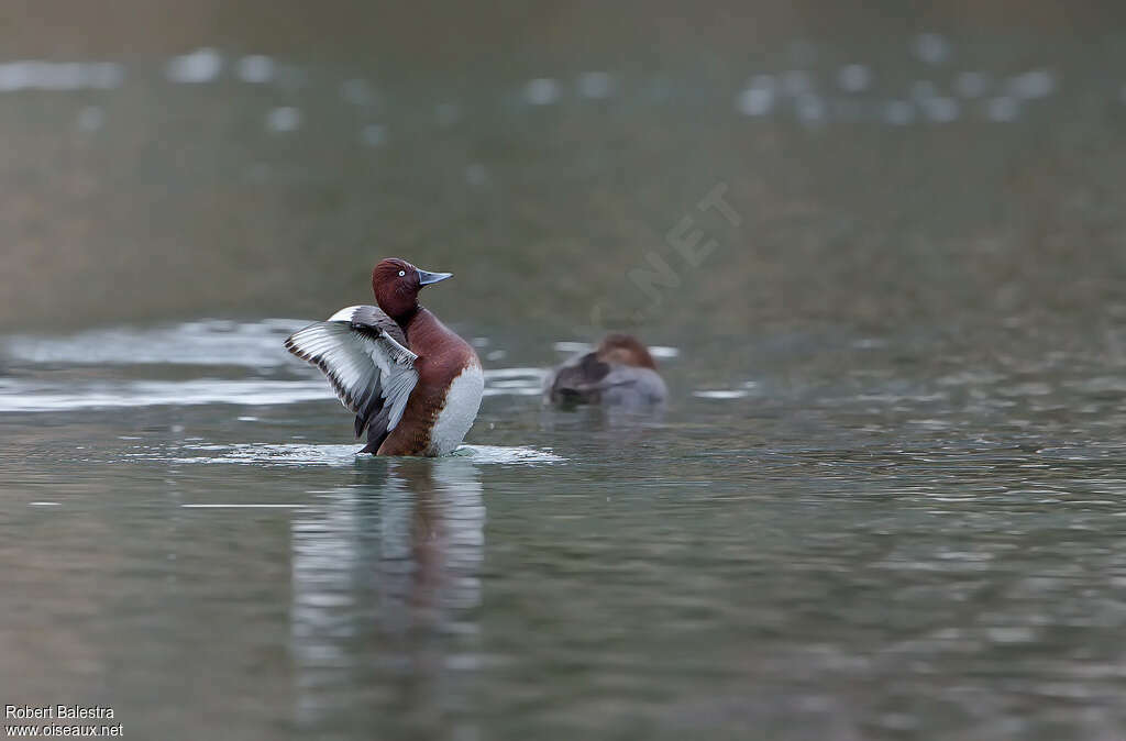 Ferruginous Duck male adult breeding, aspect, pigmentation