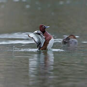 Ferruginous Duck