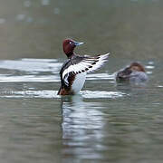 Ferruginous Duck