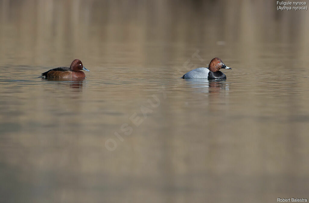 Ferruginous Duck male