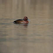 Ferruginous Duck