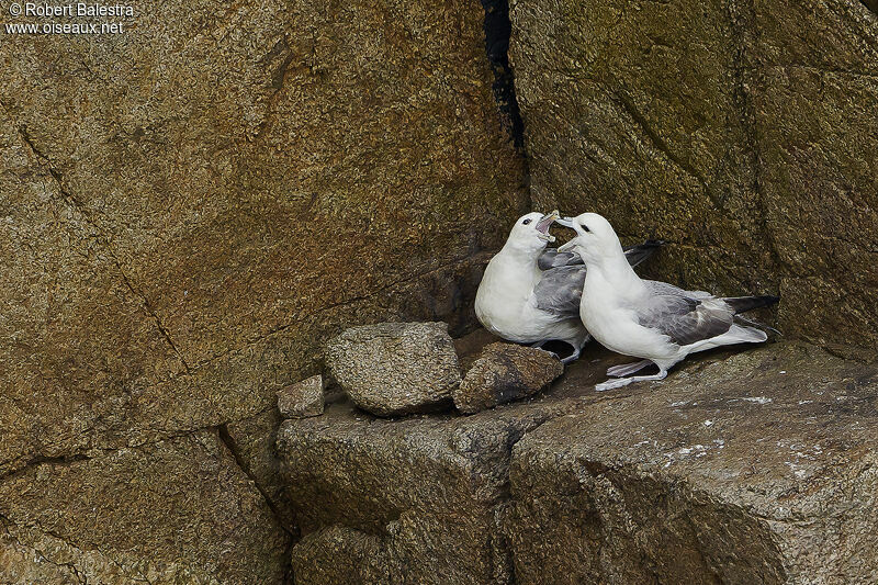 Fulmar boréal 