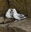 Fulmar boréal