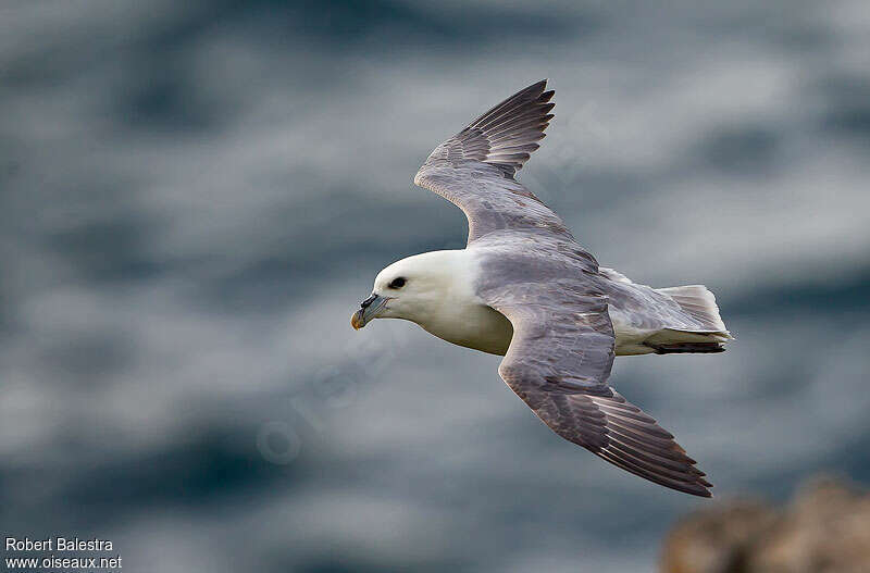 Fulmar boréaladulte, Vol