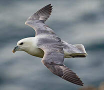 Fulmar boréal