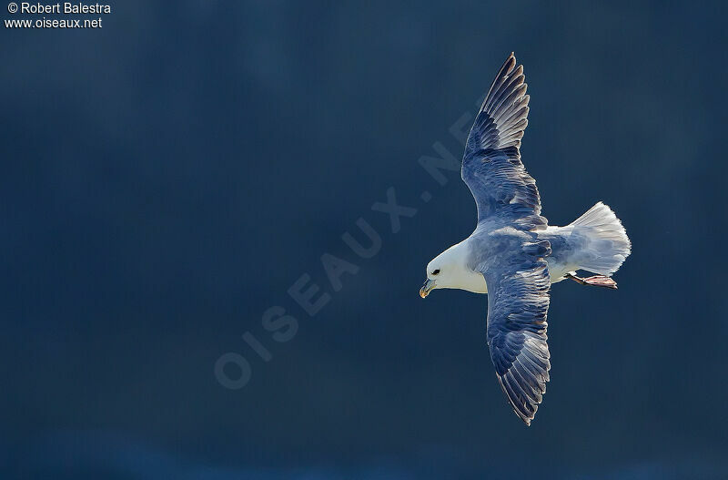 Northern Fulmar