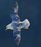 Fulmar boréal