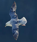 Fulmar boréal