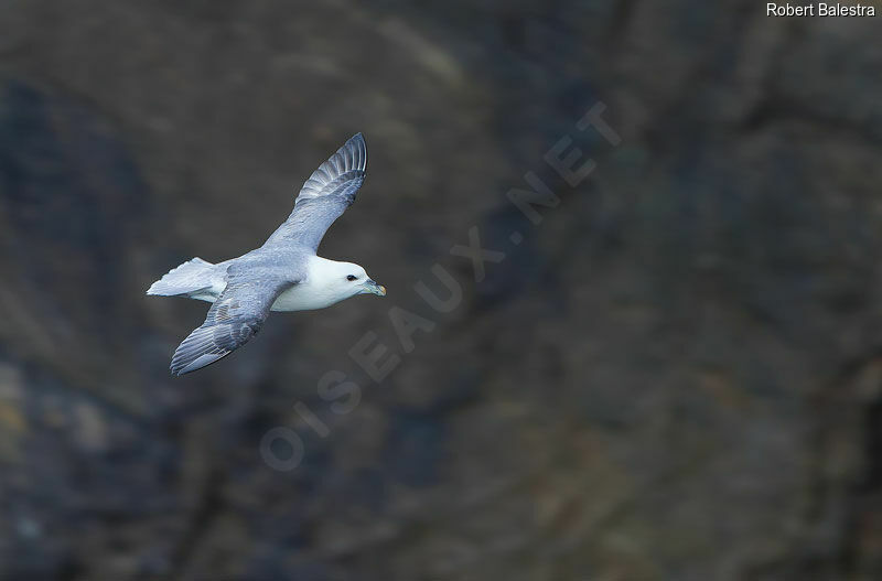 Fulmar boréal