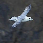 Northern Fulmar