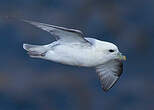 Fulmar boréal