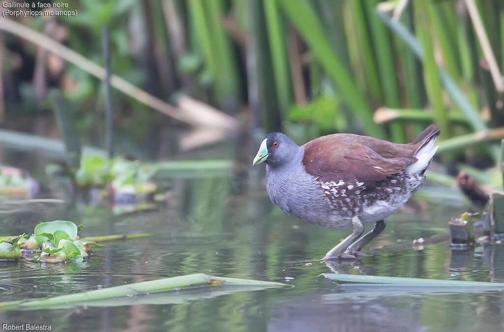 Spot-flanked Gallinule