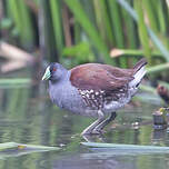 Gallinule à face noire