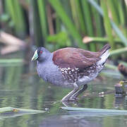 Spot-flanked Gallinule