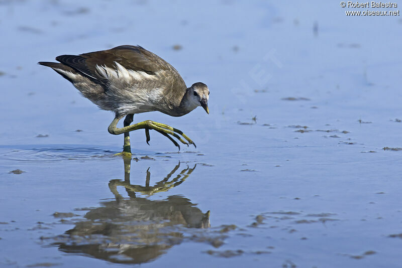 Gallinule poule-d'eaujuvénile