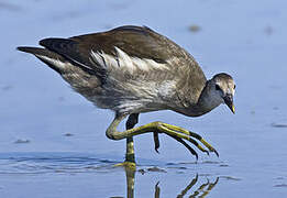 Gallinule poule-d'eau