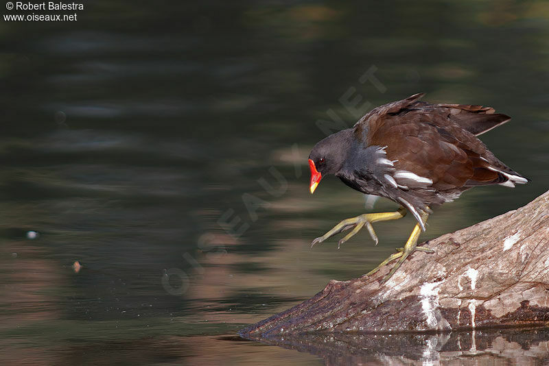 Gallinule poule-d'eauadulte