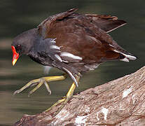 Common Moorhen