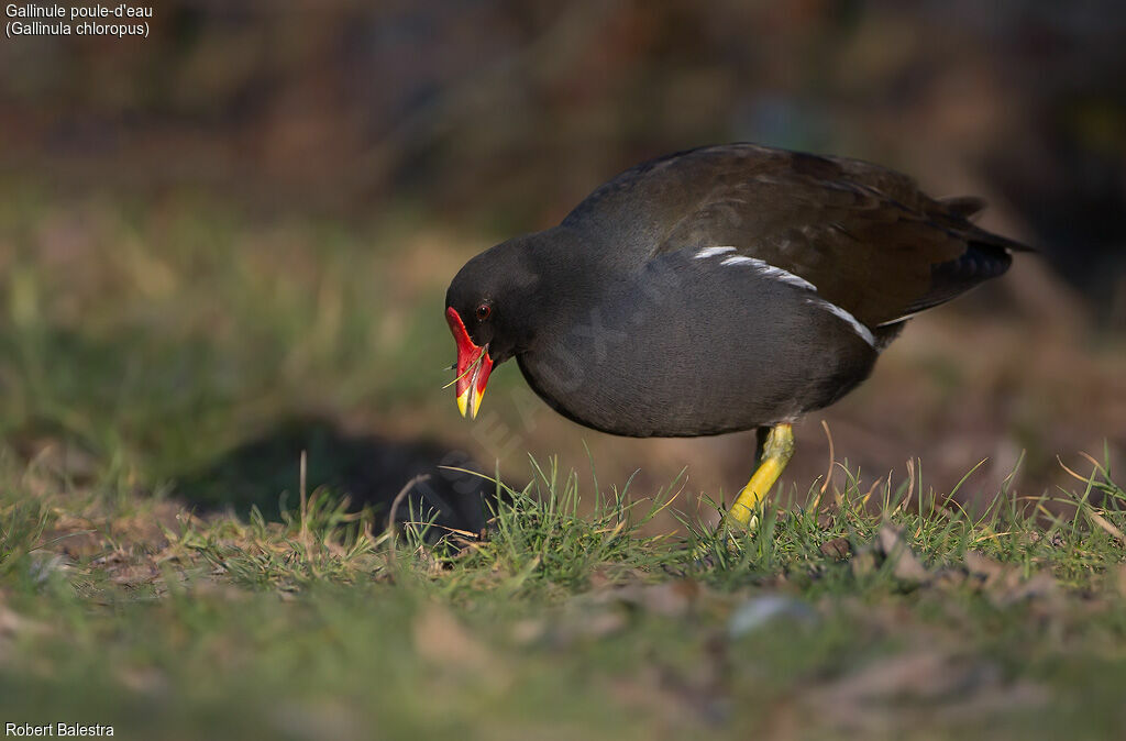 Gallinule poule-d'eau