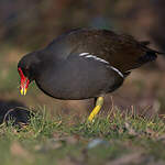 Gallinule poule-d'eau