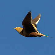 Chestnut-bellied Sandgrouse