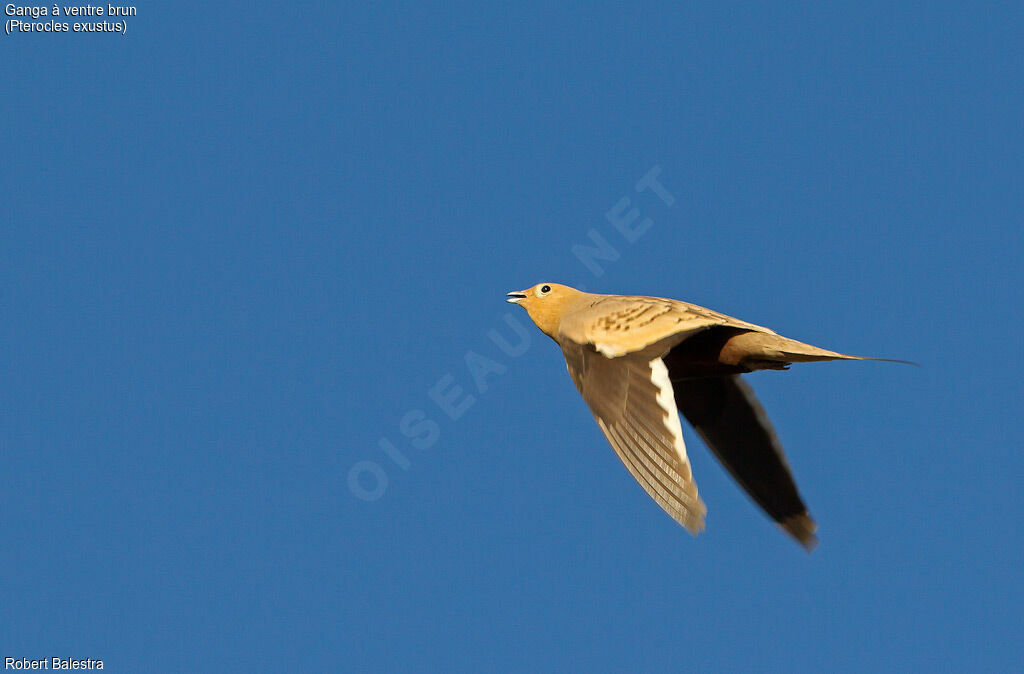 Chestnut-bellied Sandgrouse male