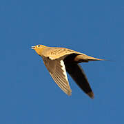 Chestnut-bellied Sandgrouse