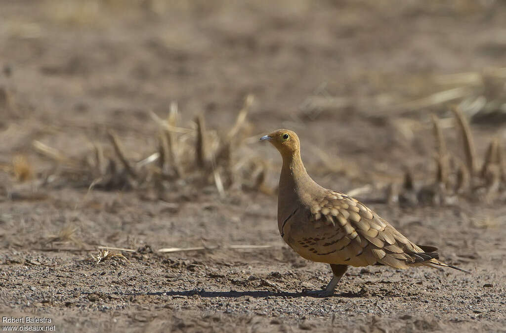 Chestnut-bellied Sandgrouse male adult, habitat