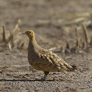 Chestnut-bellied Sandgrouse