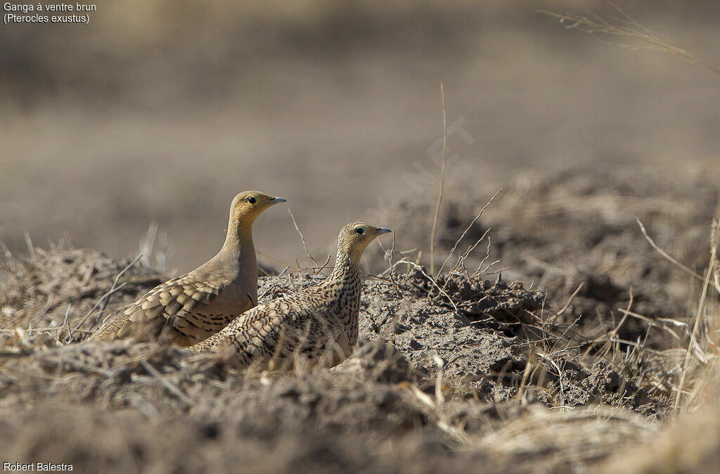 Chestnut-bellied Sandgrouseadult