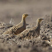 Chestnut-bellied Sandgrouse