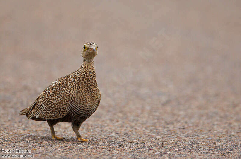 Double-banded Sandgrouse female adult, identification