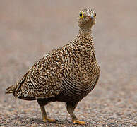 Double-banded Sandgrouse