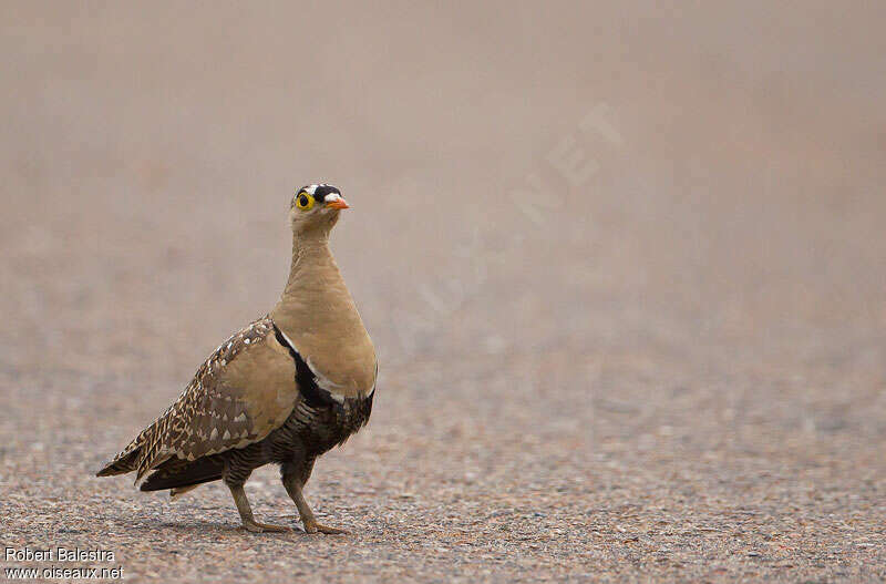 Double-banded Sandgrouse male adult, identification